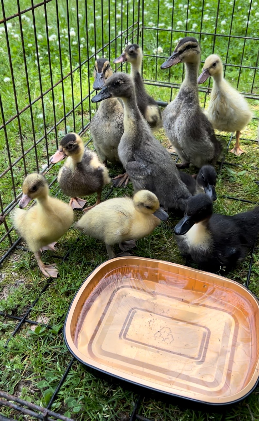 Duck, Goose & Chicken Hatchery | Metzer Farms, California