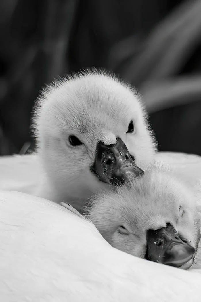 통신비 절약을 위한 가족 결합 요금제 비교와 활용법