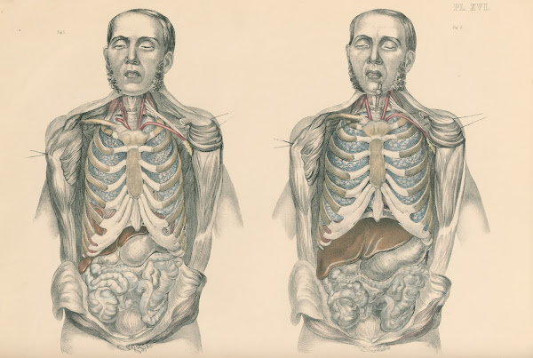 Medical anatomy or Illustrations of the relative position and movements of the i