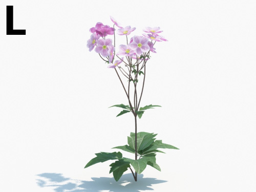 Maxtree - Plant Models Vol.3
