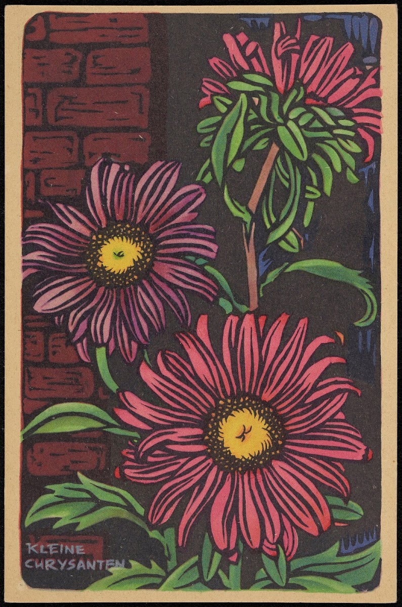 Kleine Chrysantem 1906