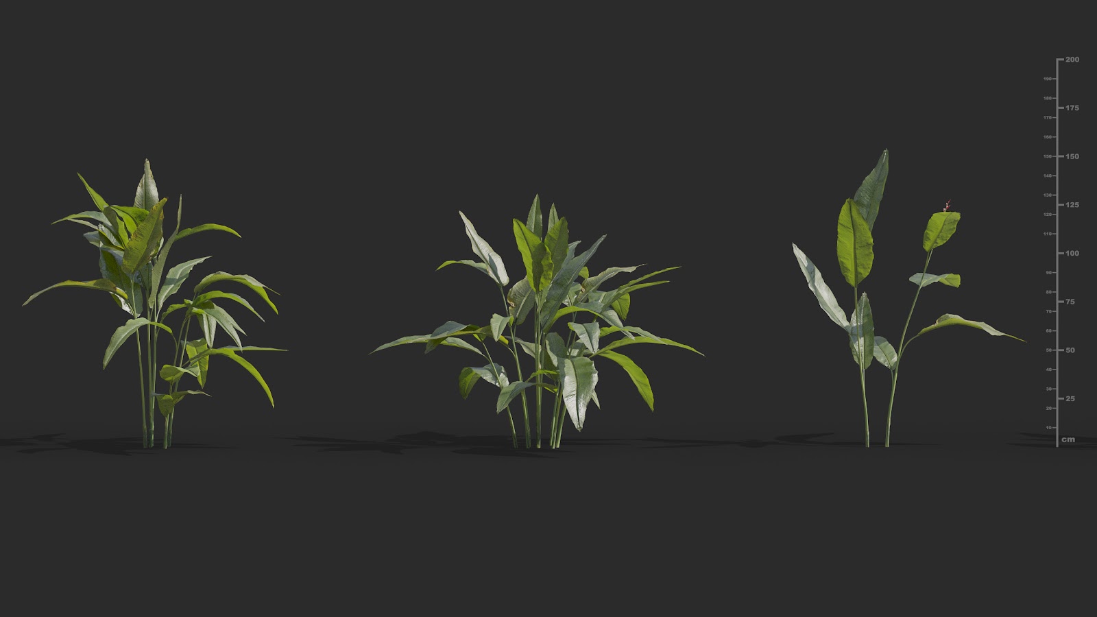 Maxtree - Plant Models Vol.72