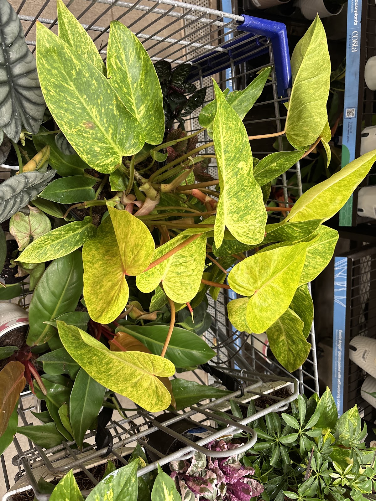 Painted Lady Philodendron