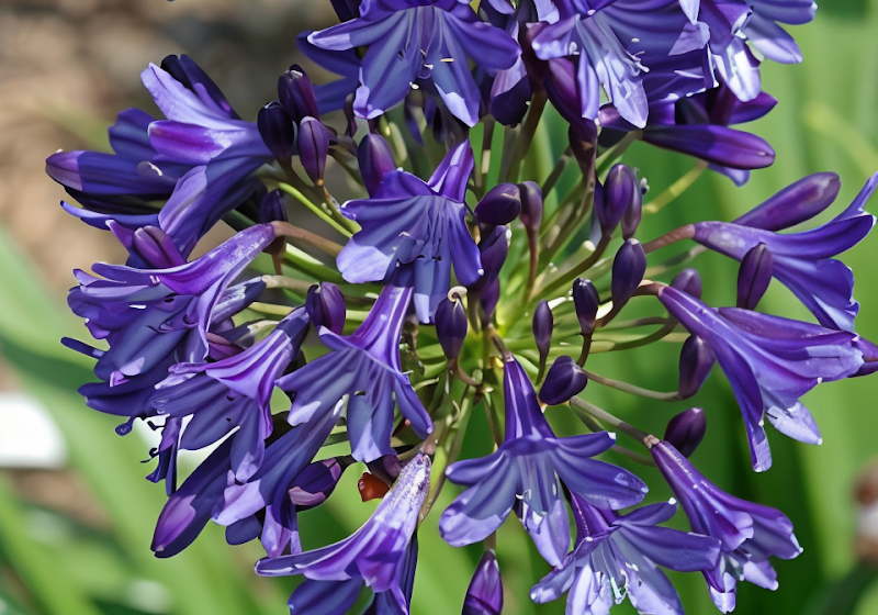 Agapanthus 'Northern Star' con fiori blu intenso in un giardino fiorito