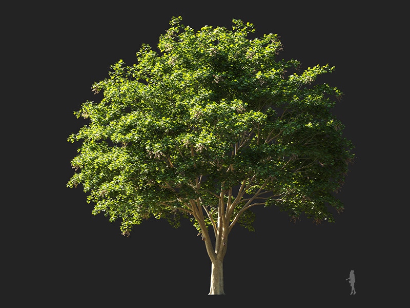 Maxtree - Plant Models Vol.132