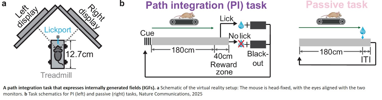How the brain measures distance