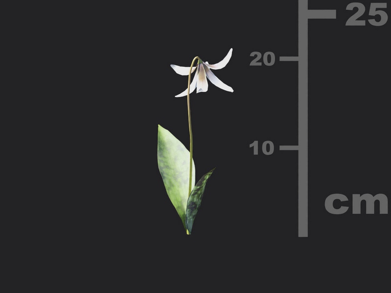 Maxtree - Plant Models Vol.116