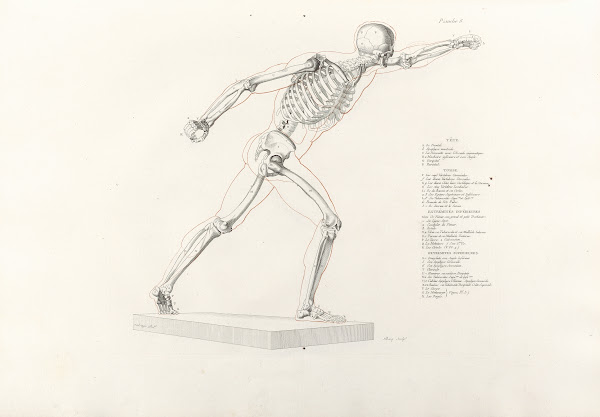 Anatomie du gladiateur combattant Pl09 1812