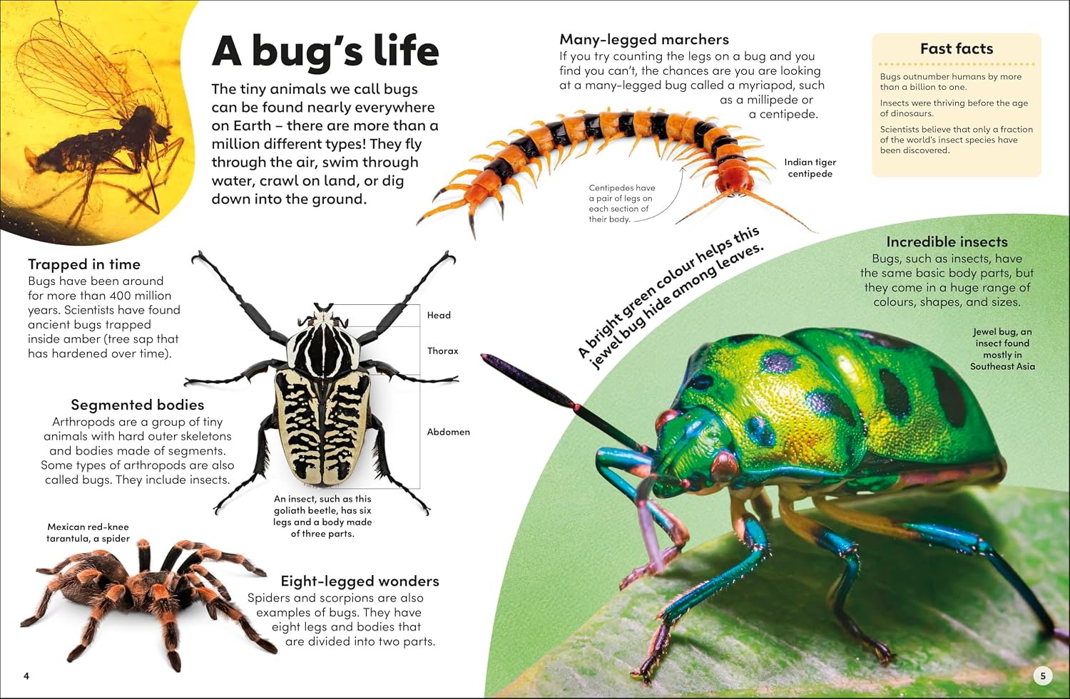 Eyewonder Bugs - thumbnail 2