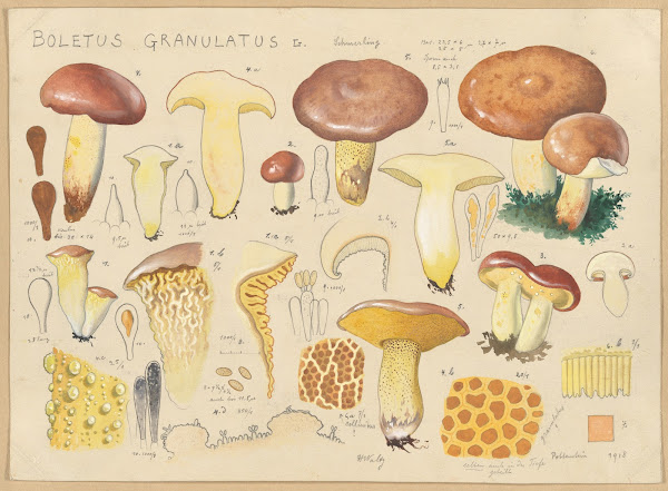 Boletus granulatus L 1915 1945