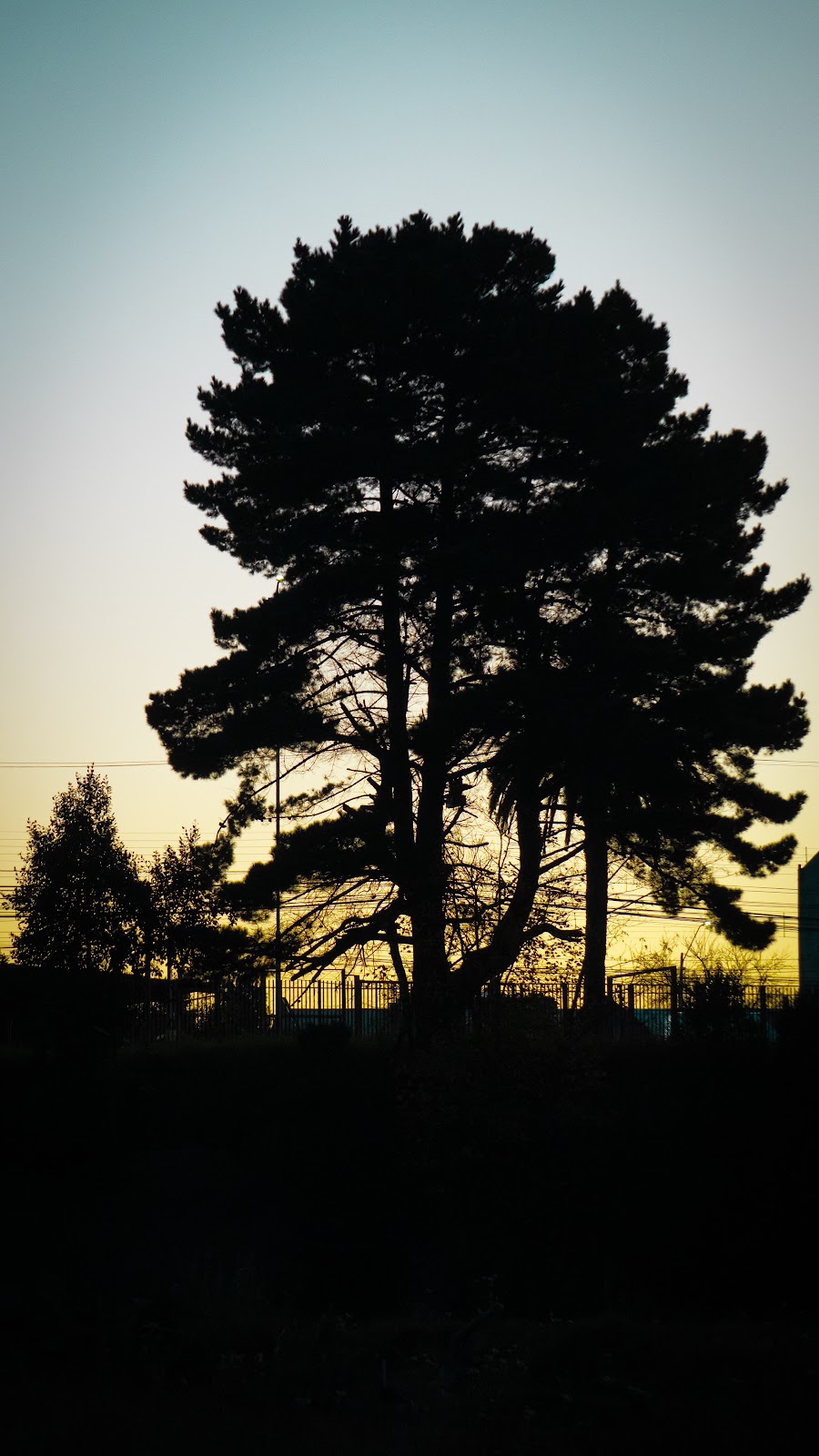 Silueta de pino al atardecer