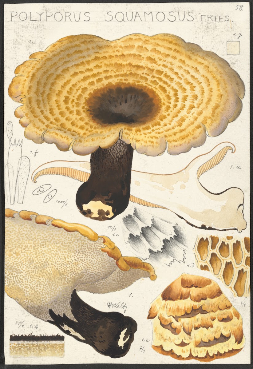 Poyporus squamosus Fries 1915 1945