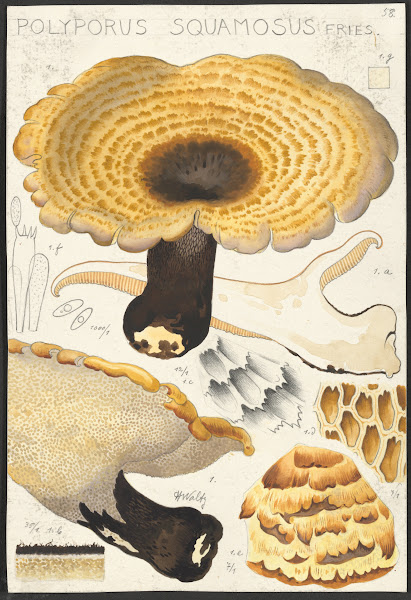 Poyporus squamosus Fries 1915 1945