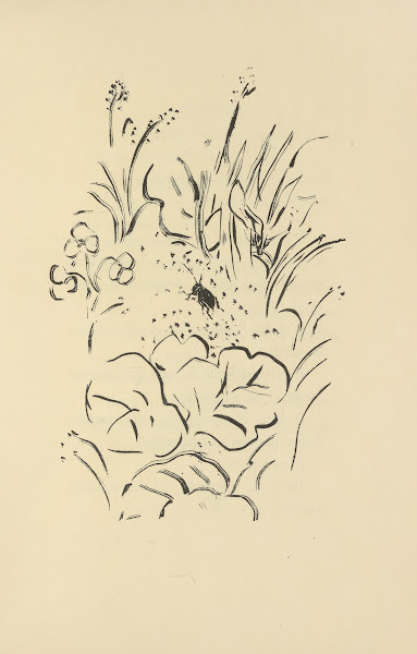 Histoires naturelles Pl 40 1922