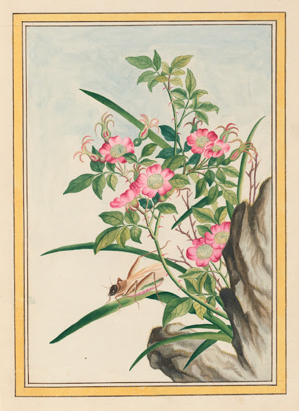 Plantes de Chine Pl008 1776
