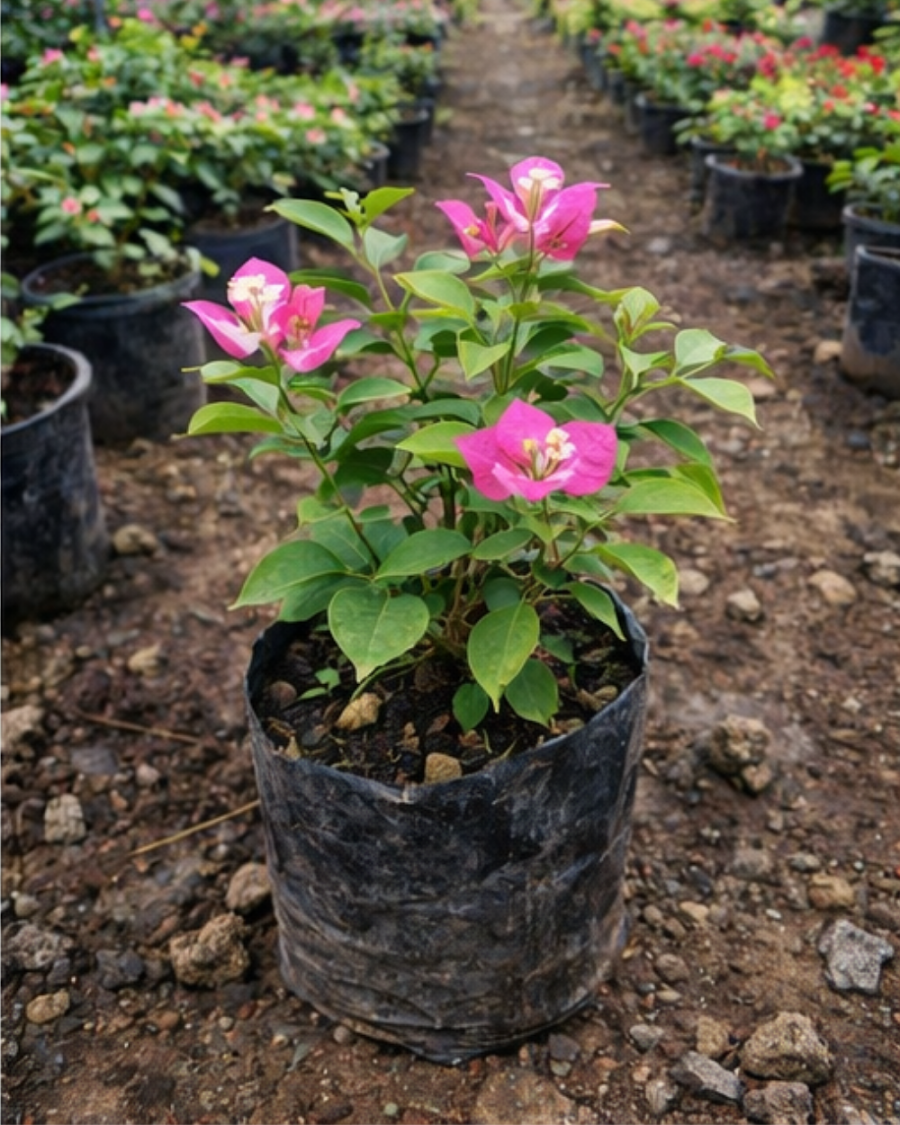 Imported Lipstick Bougainvillea Plant — view 4
