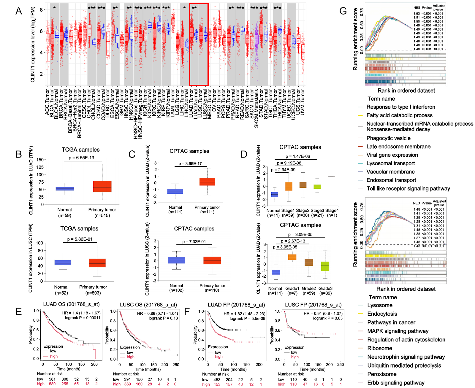 CLINT1 is a subtype-specific biomarker and a downstream effector of p53-R273H in lung adenocarcinoma migration