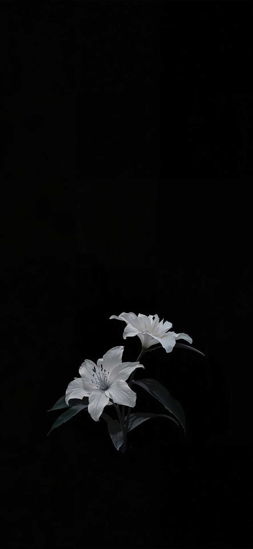 Two White Lilies Blooming Against Pure Black Background - Free 4K mobile Wallpaper