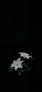 Two White Lilies Blooming Against Pure Black Background