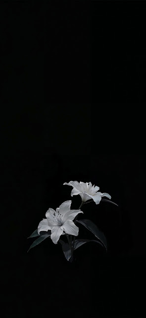 Two White Lilies Blooming Against Pure Black Background - Free mobile Wallpaper