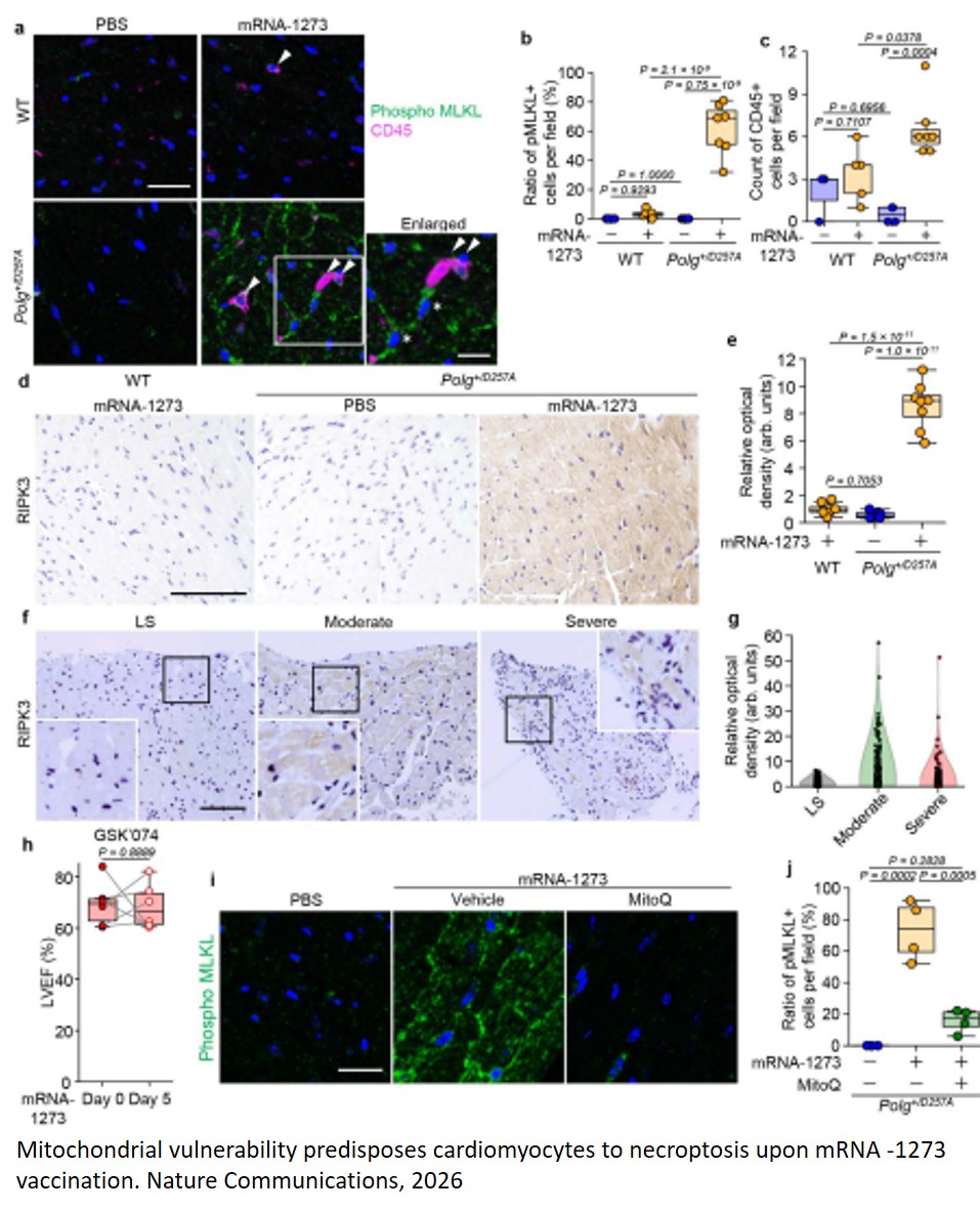 Mitochondrial vulnerability underlies myocarditis from COVID-19 mRNA vaccine