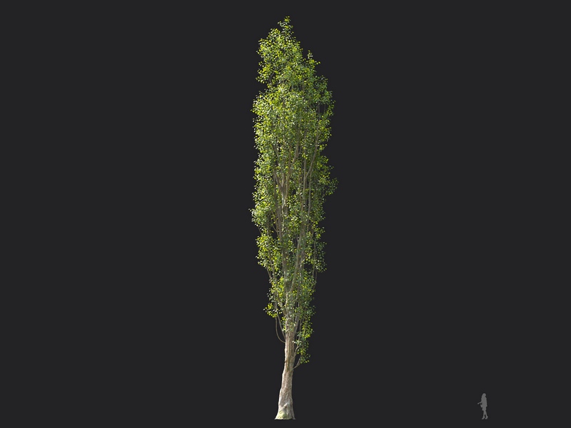 Maxtree - Plant Models Vol.124