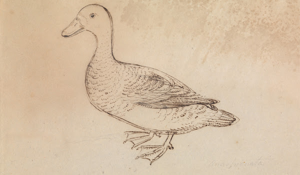 White faced Whistling Duck
