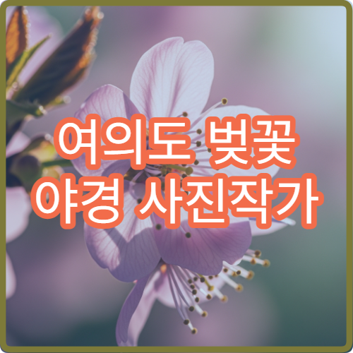 여의도 벚꽃 야경 사진작가 출사 황금 시간과 장비 세팅 팁