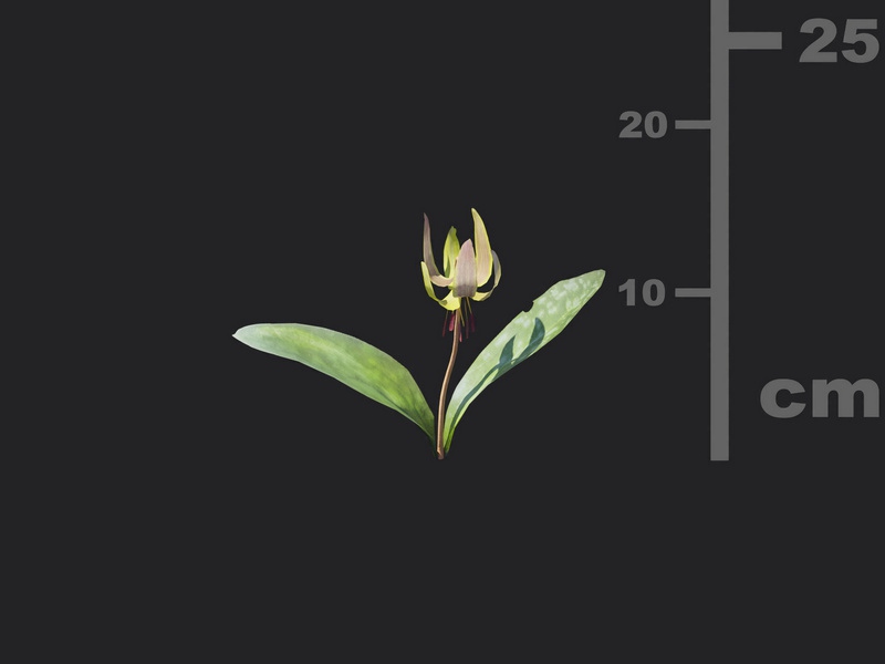 Maxtree - Plant Models Vol.116