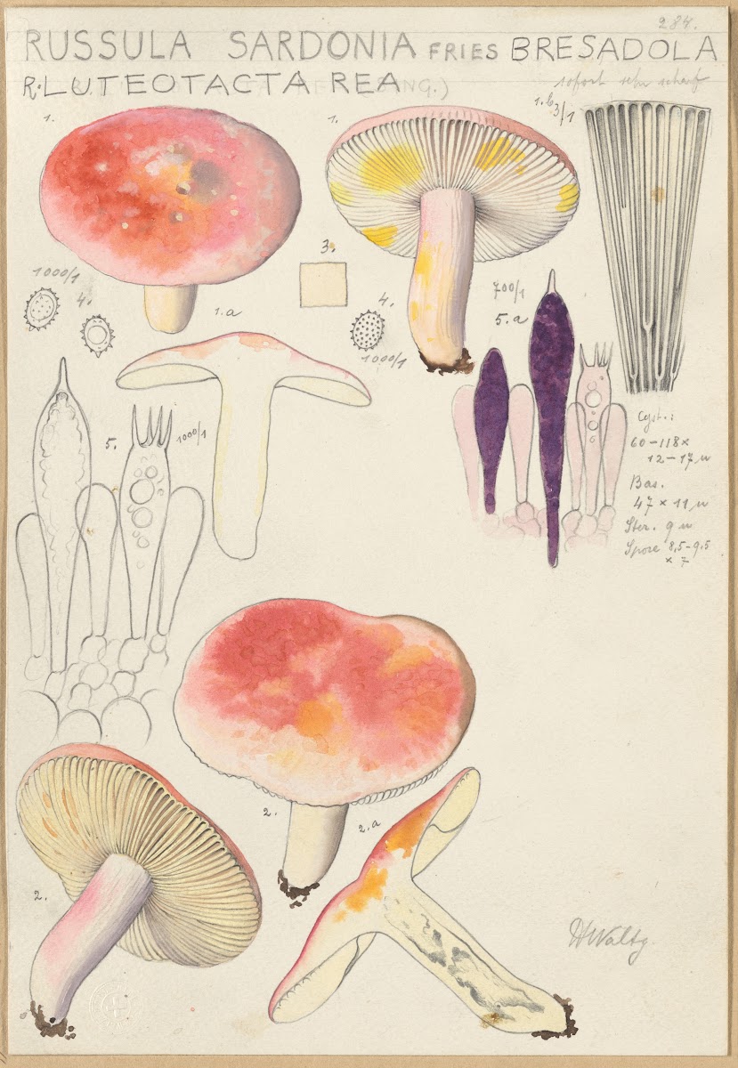 Russula sardonia 1915 1945