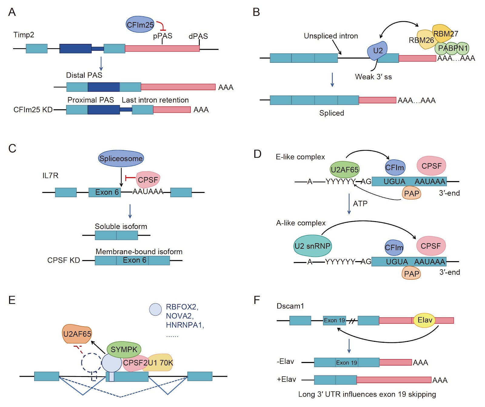 Coupling of alternative splicing and alternative polyadenylation