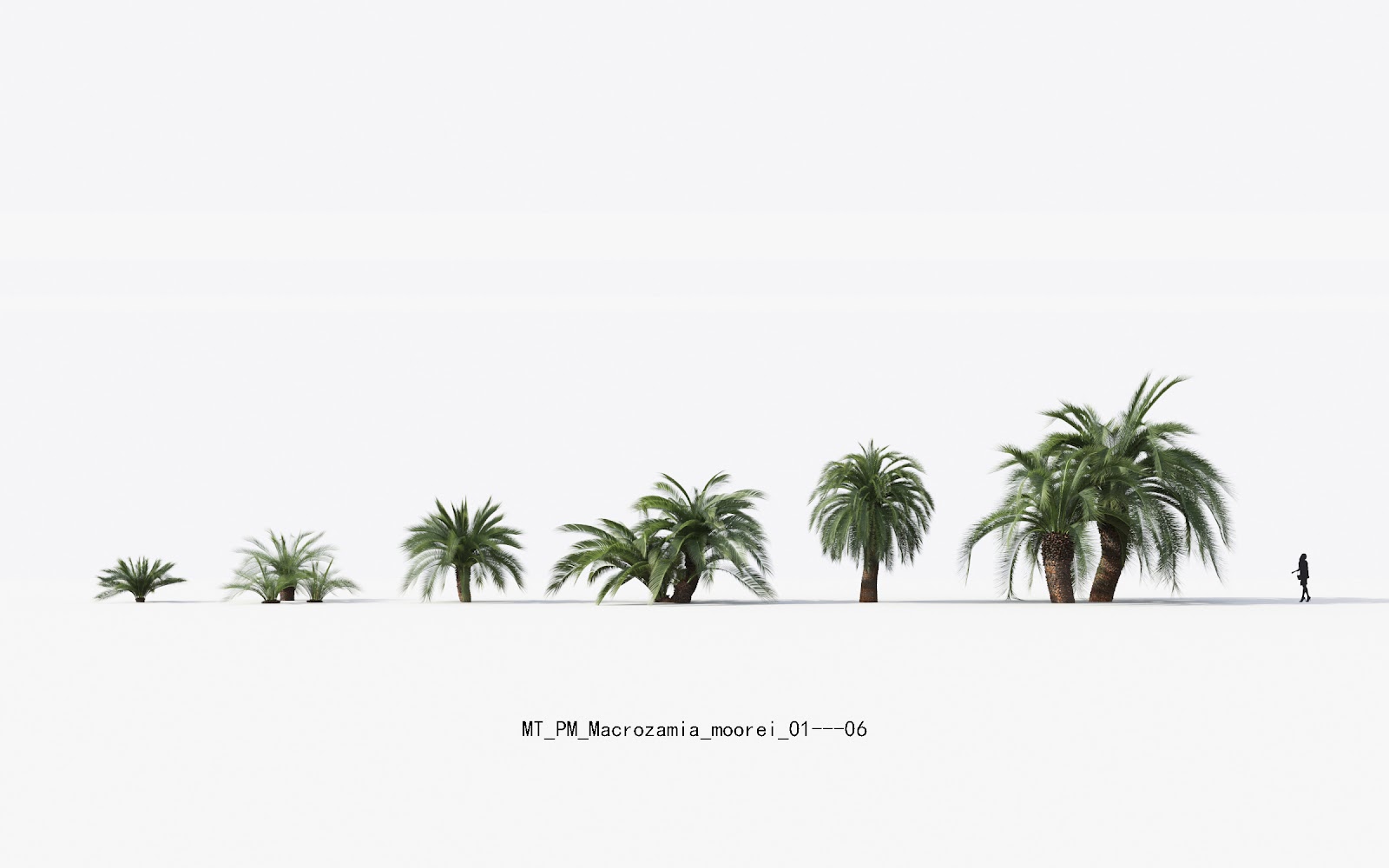 Maxtree - Plant Models Vol.13