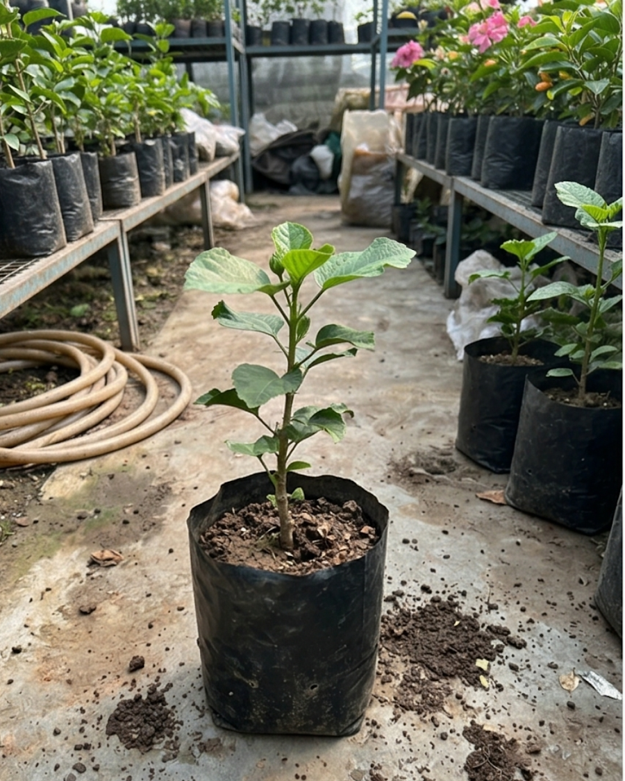 Hibiscus Harvest Moon — view 2