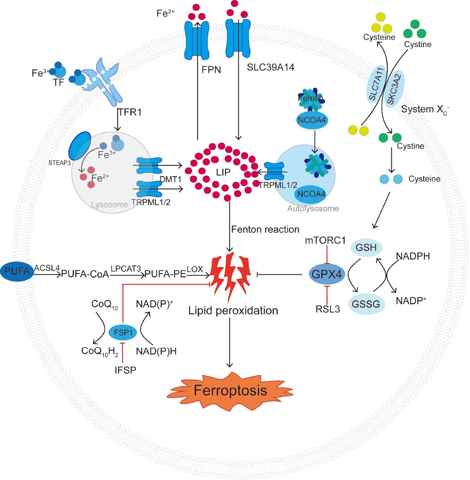 Ferroptosis: a potential target for the treatment of atherosclerosis