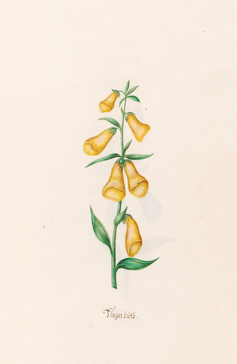 Fingerhüts 1692