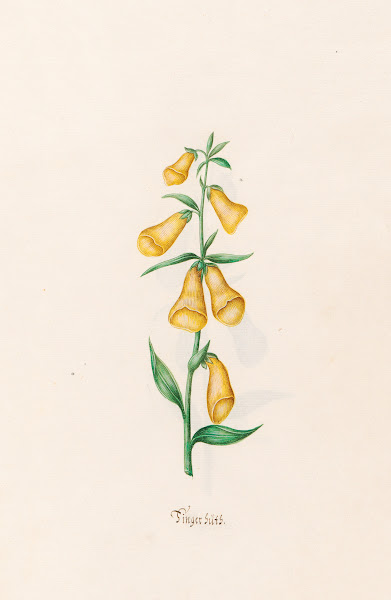 Fingerhüts 1692