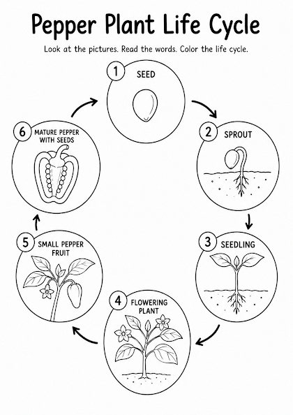Pepper Plant Life Cycle Worksheet