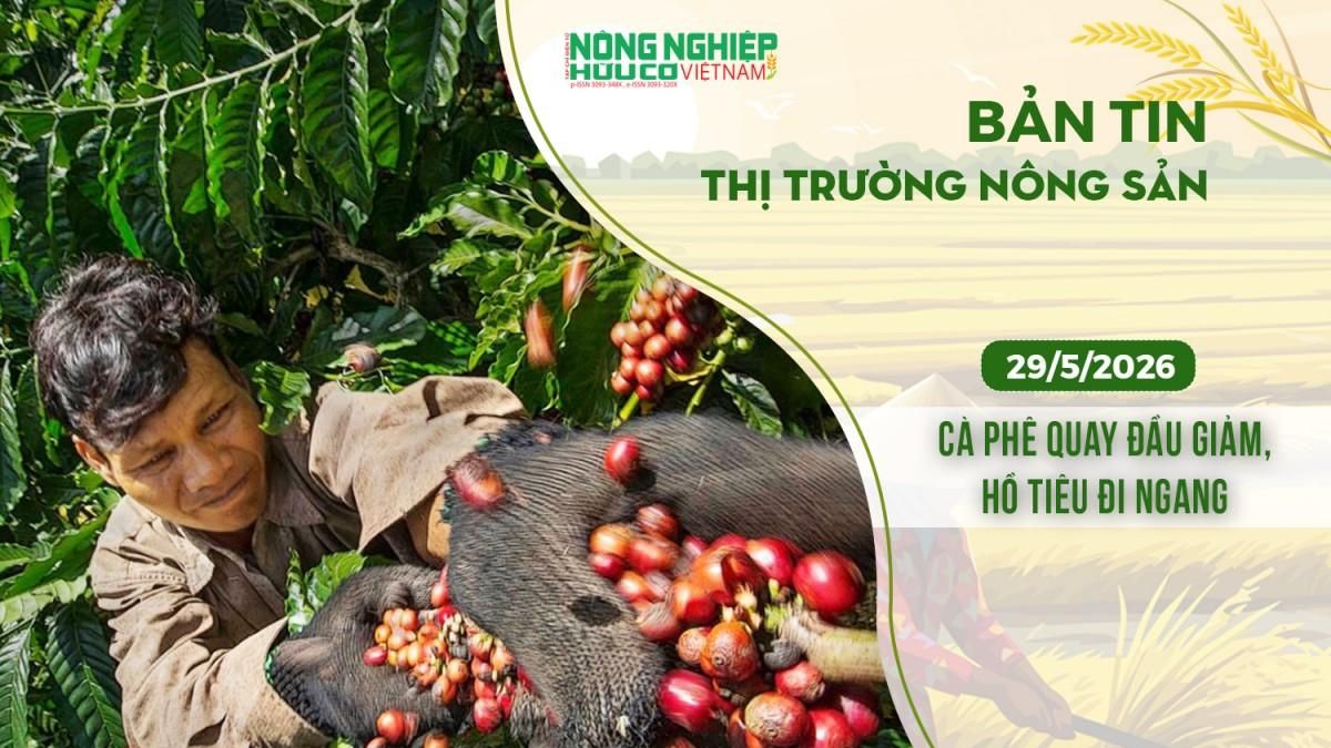 Thị trường nông sản 29/5/2026: Cà phê quay đầu giảm, hồ tiêu đi ngang - Nông nghiệp Hữu cơ Việt Nam