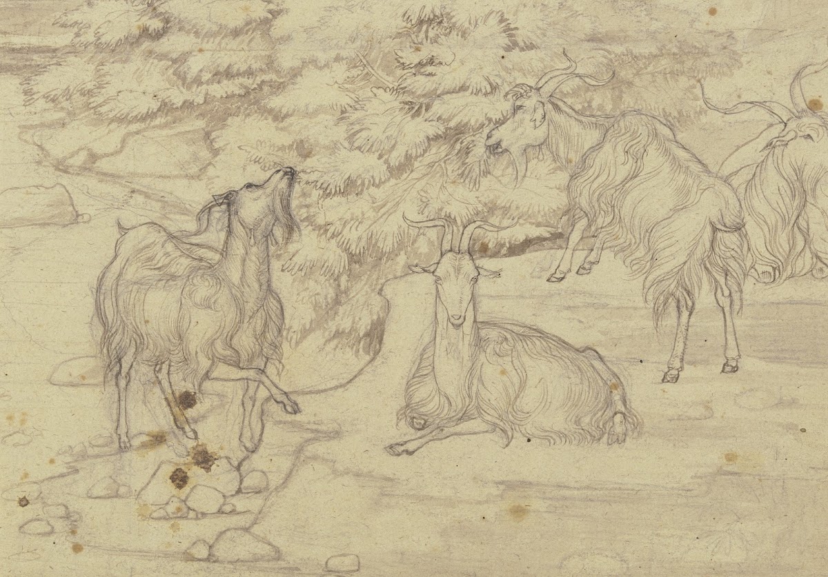 Grazing goats