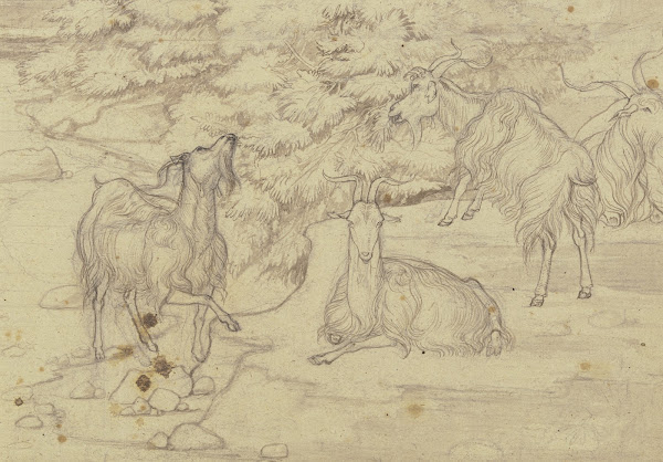 Grazing goats