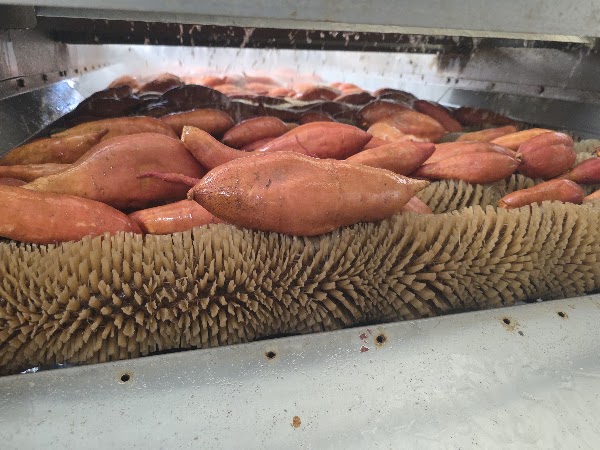 Sweet potato line video