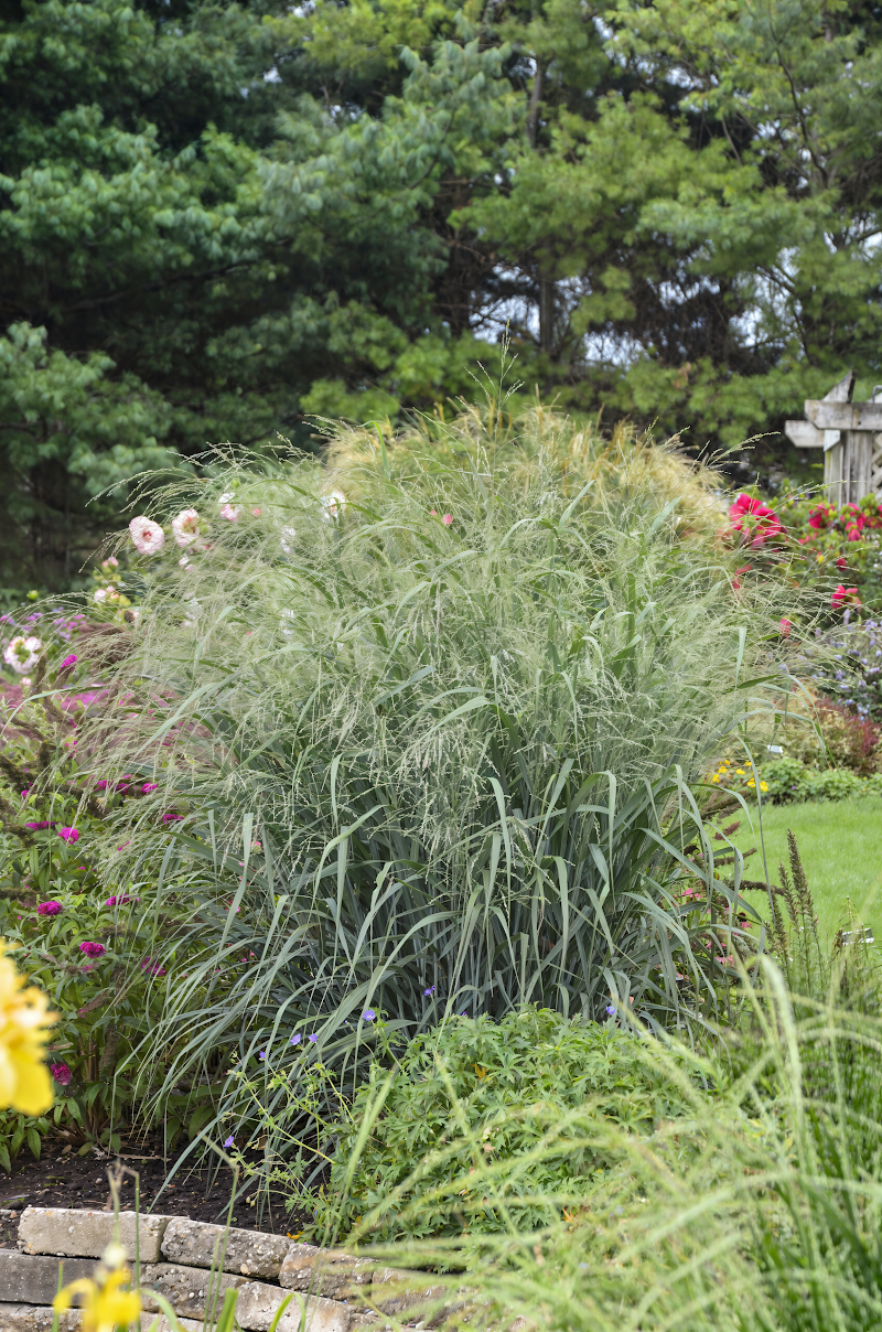 Panicum virgatum Blue Fountain in pieno sole con infiorescenze autunnali