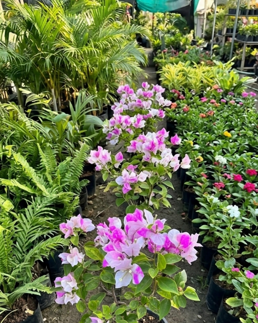 Imported Magic Ice Cream Bougainvillea Plant — view 6