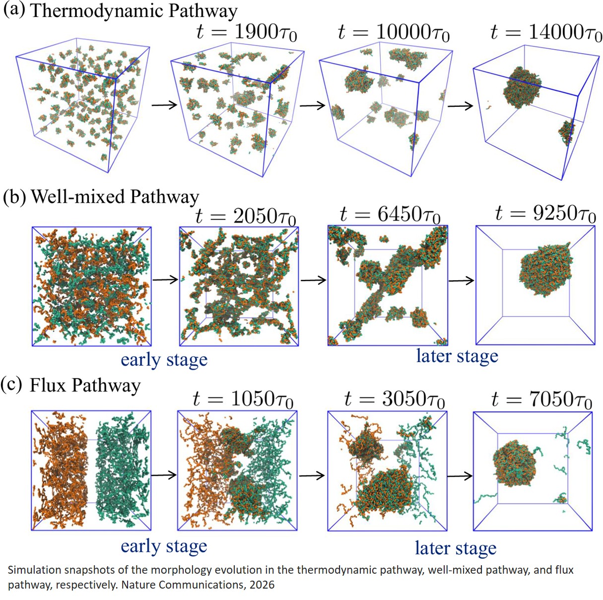 Mixing protocols determine liquid–liquid phase separation dynamics in polyelectrolyte complex coacervation