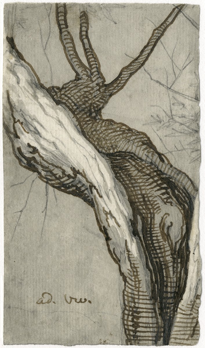 Holle wilgenstam