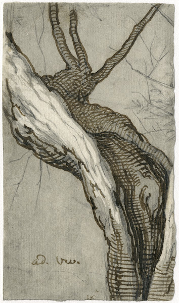 Holle wilgenstam