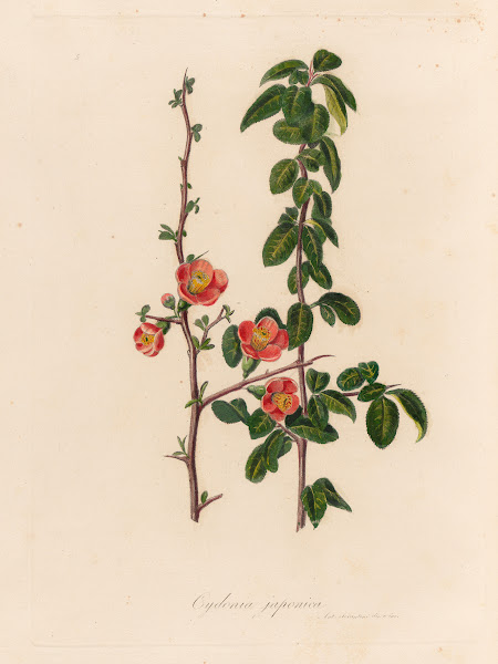 Cydonia japonica 1818 1824