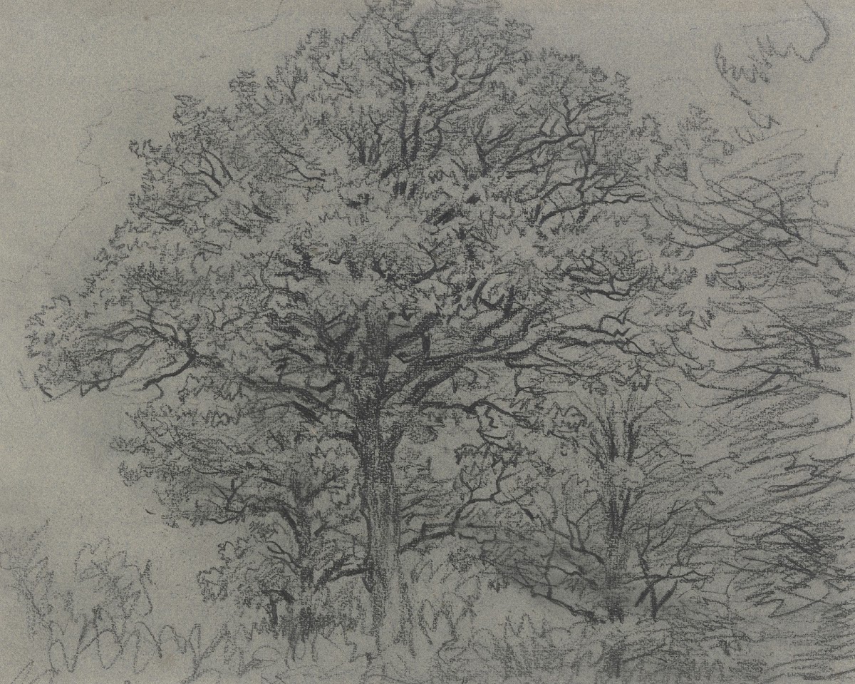 Group of trees