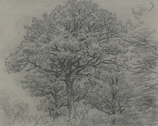 Group of trees