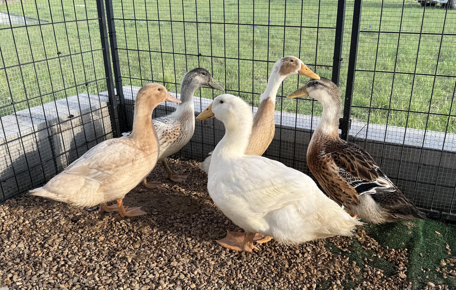 Duck, Goose & Chicken Hatchery | Metzer Farms, California